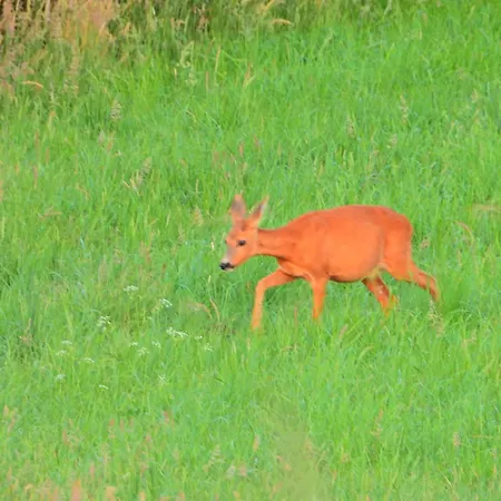 Ostoja Nad Gilem Casa de Férias *