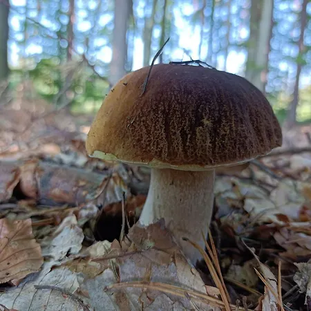 Ostoja Nad Gilem * Ostrow Wielki